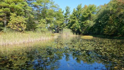 A serene pond surrounded by lush greenery and trees, with lily pads floating on the water's surface under a clear blue sky.