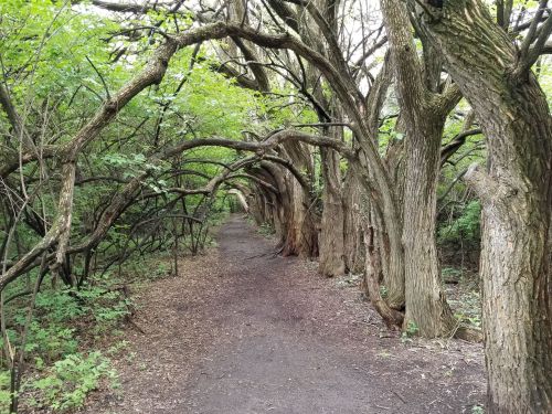 A winding dirt path surrounded by trees with twisted branches, creating a natural archway in a lush green forest.