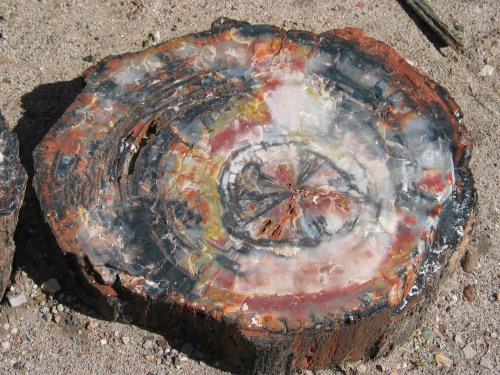 A polished cross-section of a fossilized tree trunk, showcasing vibrant colors and intricate patterns.