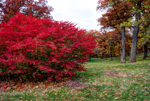Vibrant red foliage bush in a park surrounded by autumn trees and grassy pathways.