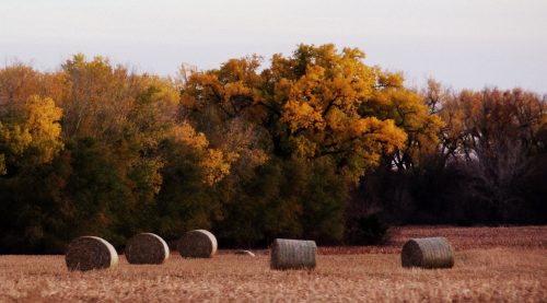 A serene landscape featuring hay bales in a field, with vibrant autumn trees in the background.