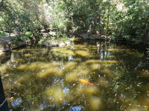 A serene pond surrounded by lush greenery, with a glimpse of a koi fish swimming beneath the surface.