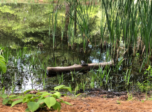 A serene pond scene with tall grasses, a log, and reflections of trees in the water.