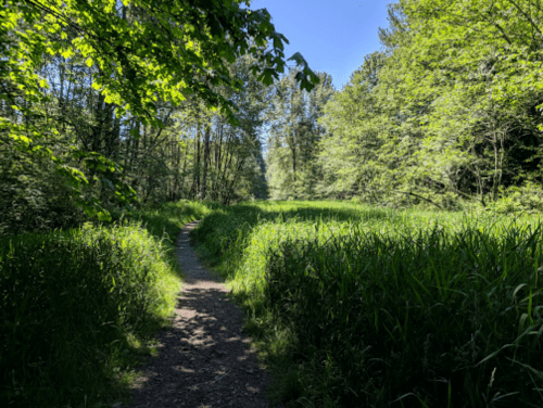 A winding dirt path through lush green grass and trees under a clear blue sky.