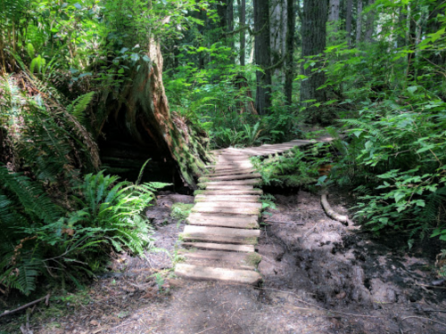 A wooden path winds through a lush green forest, surrounded by ferns and tall trees. Sunlight filters through the leaves.