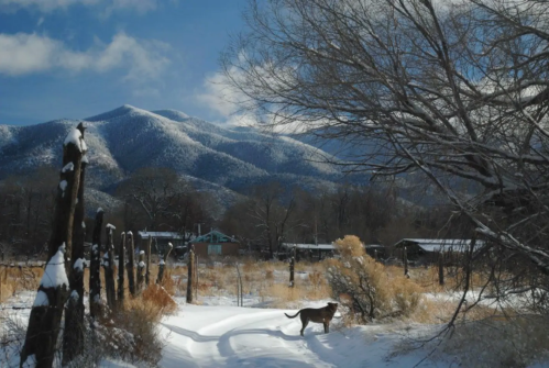 A dog walks along a snowy path with mountains in the background and a clear blue sky.