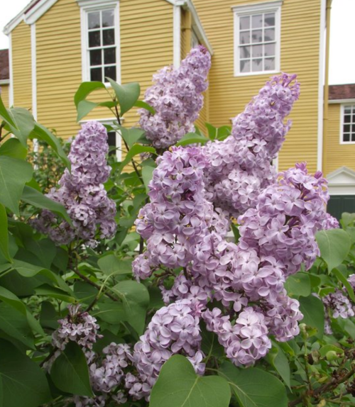 Lilac flowers in full bloom, with a yellow house and windows in the background.