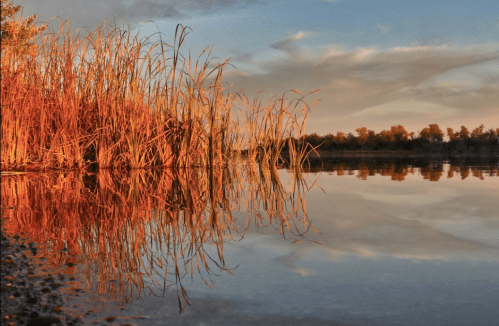 Sunset over a calm lake, with tall grasses reflecting in the water and a colorful sky in the background.