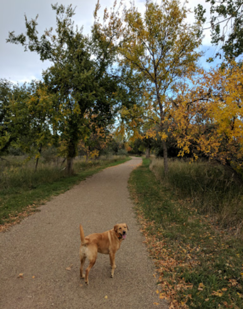 A golden dog stands on a gravel path surrounded by trees with autumn leaves.