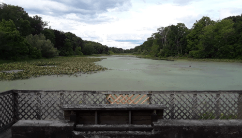A serene view of a greenish pond surrounded by lush trees, with a wooden railing in the foreground.