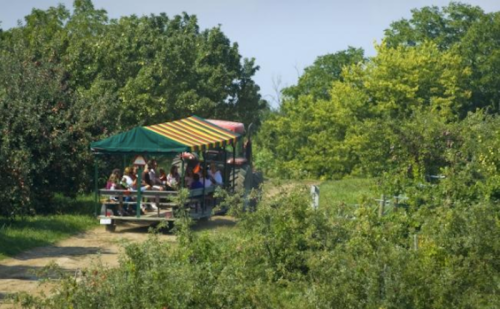 A colorful wagon filled with people travels through a lush, green orchard on a sunny day.