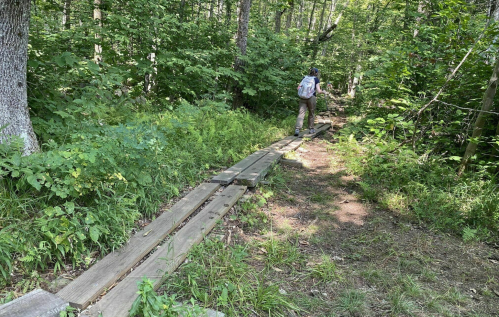 A person walks along a wooden path through a lush green forest. Sunlight filters through the trees.