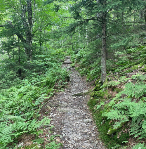 A narrow, rocky trail winds through a lush green forest filled with ferns and trees.