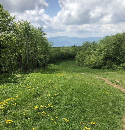 A grassy path lined with dandelions leads through lush greenery, with mountains and clouds in the background.