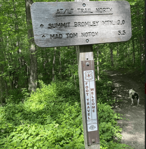 Trail sign indicating directions to Summit Bromley Mountain (3.0 miles) and Mad Tom Notch (3.5 miles) with a dog nearby.