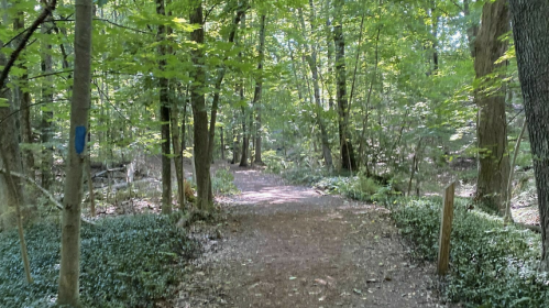 A serene forest path surrounded by lush green trees and underbrush, inviting exploration.