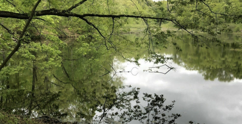 A serene pond surrounded by lush green trees, reflecting the foliage on its calm surface.