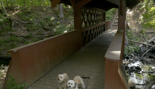 Two dogs stand on a wooden bridge surrounded by lush greenery and a small stream below.