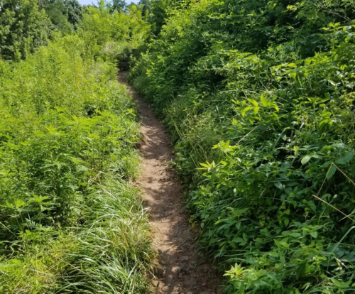 Narrow dirt path winding through lush green vegetation and tall grass.