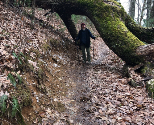A hiker stands under a moss-covered fallen tree on a leaf-covered trail in a forest.