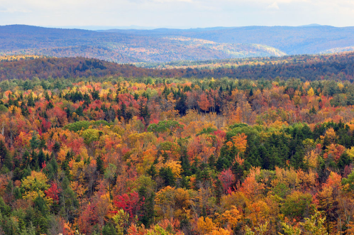 A vibrant autumn landscape featuring a forest of colorful trees in shades of red, orange, and yellow, with rolling hills in the background.