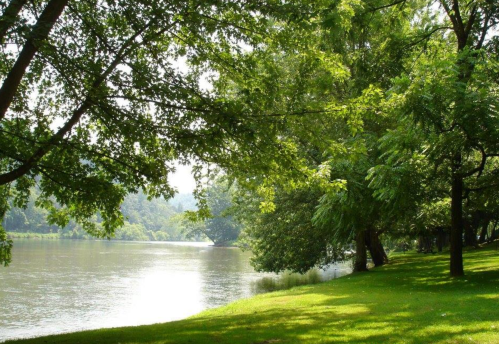 A serene river scene with lush green trees lining the bank and calm water reflecting the sunlight.