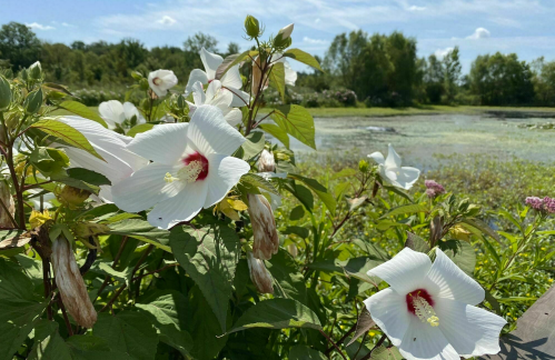 White flowers with red centers bloom amidst lush greenery by a serene pond under a clear blue sky.