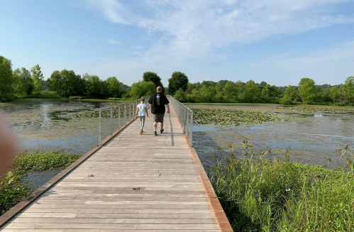 A person and a child walk along a wooden boardwalk through a lush, green wetland area.
