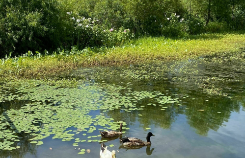 Two ducks swim in a serene pond surrounded by lush greenery and lily pads under a clear blue sky.