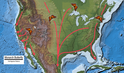 Map showing the fall migration patterns of Monarch butterflies across North America, with routes marked in red.