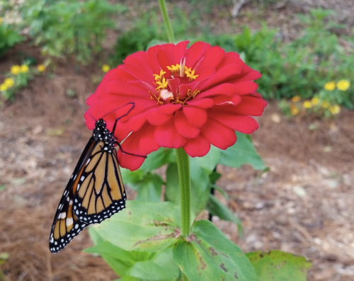 A monarch butterfly perched on a vibrant red zinnia flower in a garden setting.