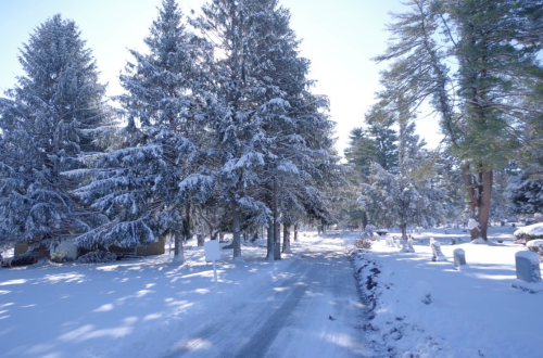 A snowy path lined with tall evergreen trees in a serene winter landscape.