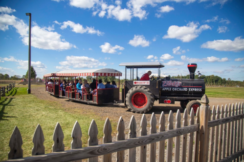 A tractor pulls a train of passengers through an apple orchard on a sunny day, with a wooden fence in the foreground.