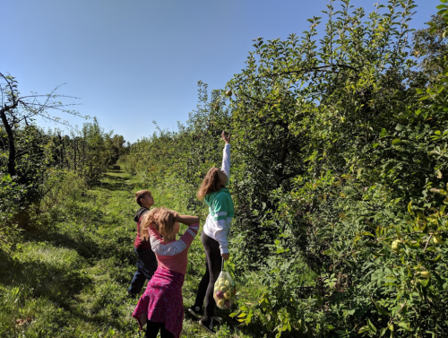 Children picking apples in an orchard on a sunny day, surrounded by green trees and blue sky.