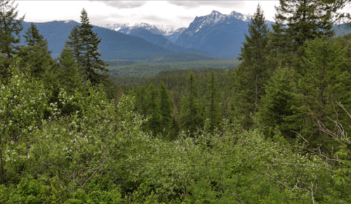 Lush green forest with mountains in the background, partially covered in snow under a cloudy sky.