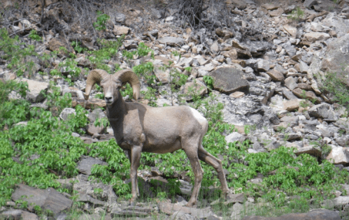 A bighorn sheep stands on rocky terrain, surrounded by green vegetation. Its distinctive curved horns are prominent.