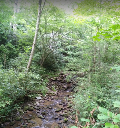 A serene forest scene featuring a small, rocky stream surrounded by lush green trees and foliage.