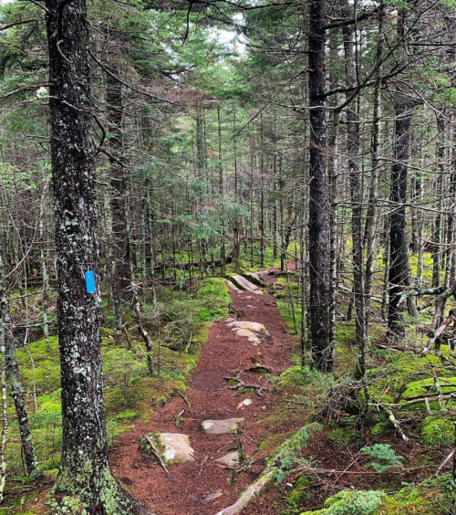 A winding trail through a dense forest, surrounded by tall trees and moss-covered ground.