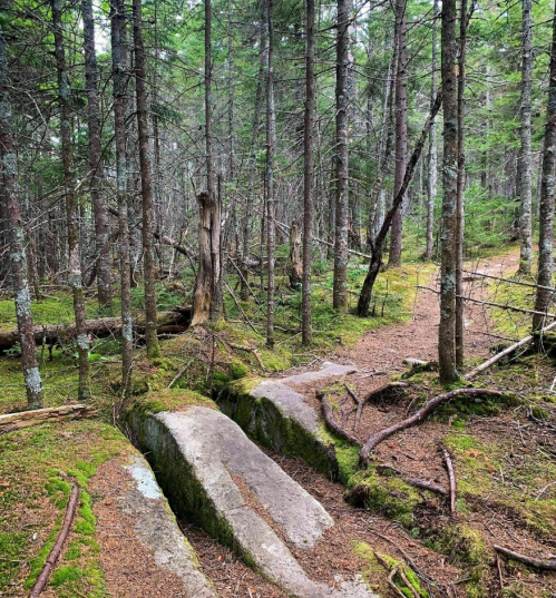 A forest path with moss-covered rocks and tree roots, surrounded by tall trees and greenery.