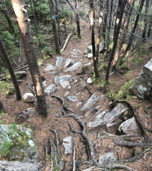 Rocky trail winding through a forest, surrounded by trees and exposed roots, with a blue trail marker visible.