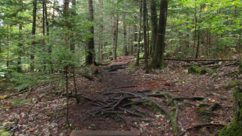 A forest path with visible tree roots, surrounded by lush greenery and fallen leaves.