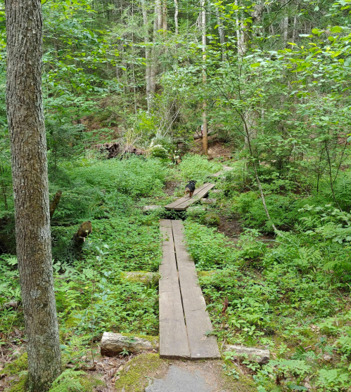 A narrow wooden bridge crosses a lush, green forest path, with a dog visible in the distance among the trees.