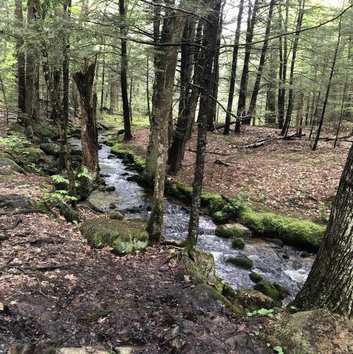 A serene forest scene featuring a flowing stream surrounded by trees and moss-covered rocks.