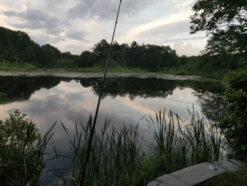 A tranquil pond at dusk, reflecting clouds and trees, with a fishing rod positioned at the edge among tall grasses.