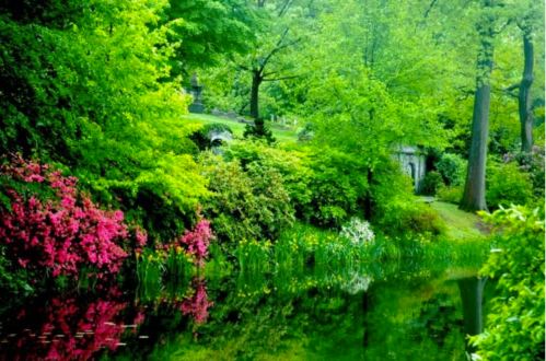 Lush green garden with vibrant flowers and a serene pond reflecting the surrounding trees and foliage.