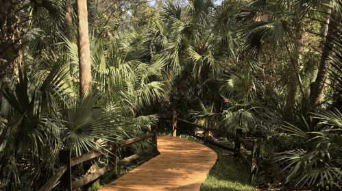 A wooden pathway winds through a lush, green tropical forest filled with palm trees.