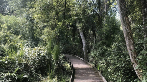 A wooden boardwalk winding through a lush, green forest filled with trees and dense vegetation.