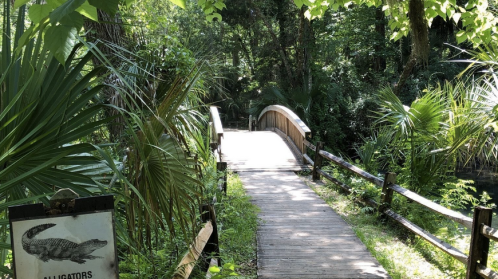 A wooden bridge leads through a lush, green forest with palm trees and a sign warning about alligators.
