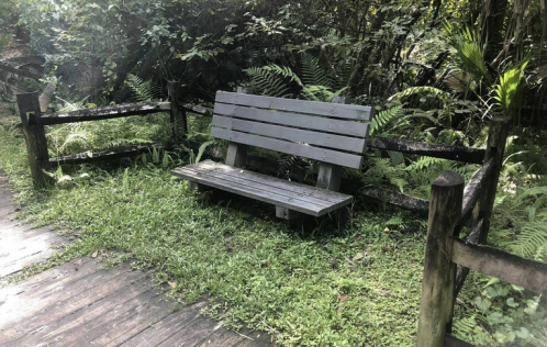 A wooden bench surrounded by lush greenery and ferns in a tranquil outdoor setting.