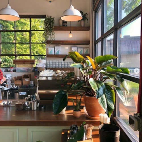 A cozy café interior featuring a wooden counter, plants, and large windows letting in natural light.